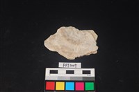 藏品(貝殼)的圖片