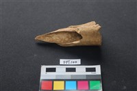 藏品(豬骨)的圖片