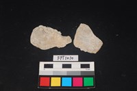 藏品(貝殼)的圖片