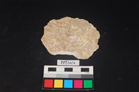 藏品(貝殼)的圖片