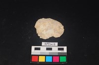 藏品(貝殼)的圖片