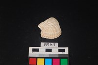 藏品(貝殼)的圖片