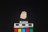 藏品(貝殼)的圖片