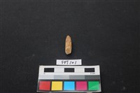 藏品(鹿骨)的圖片