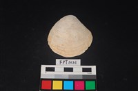 藏品(貝殼)的圖片