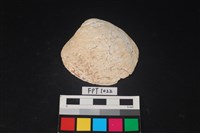 藏品(貝殼)的圖片