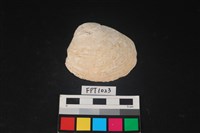 藏品(貝殼)的圖片