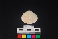 藏品(貝殼)的圖片