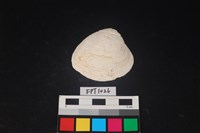 藏品(貝殼)的圖片