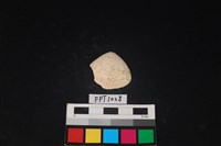 藏品(貝殼)的圖片