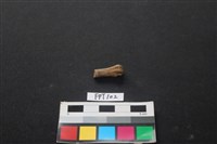 藏品(哺乳類動物骨)的圖片