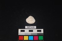 藏品(貝殼)的圖片