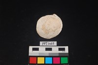 藏品(貝殼)的圖片