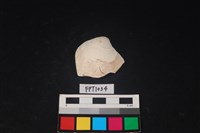 藏品(貝殼)的圖片