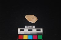 藏品(貝殼)的圖片