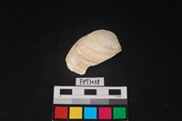 藏品(貝殼)的圖片