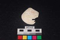 藏品(貝殼)的圖片