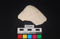 藏品(貝殼)的圖片