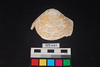 藏品(貝殼)的圖片