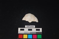 藏品(貝殼)的圖片