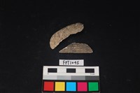 藏品(貝殼)的圖片