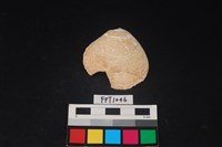 藏品(貝殼)的圖片