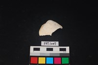 藏品(貝殼)的圖片