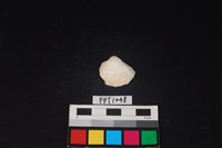 藏品(貝殼)的圖片