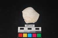 藏品(貝殼)的圖片