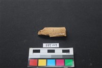 藏品(豬骨)的圖片