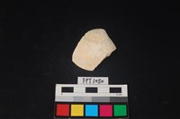 藏品(貝殼)的圖片