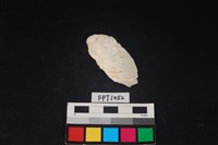 藏品(貝殼)的圖片