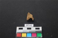 藏品(獸骨)的圖片