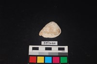 藏品(貝殼)的圖片