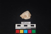 藏品(貝殼)的圖片