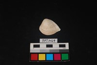 藏品(貝殼)的圖片