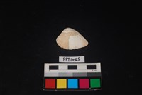 藏品(貝殼)的圖片