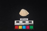 藏品(貝殼)的圖片