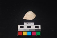 藏品(貝殼)的圖片