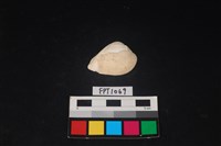 藏品(貝殼)的圖片