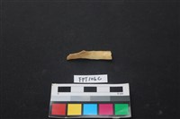 藏品(偶蹄類動物骨)的圖片