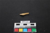 藏品(偶蹄類動物骨)的圖片