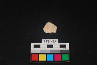 藏品(貝殼)的圖片