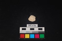 藏品(貝殼)的圖片