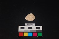 藏品(貝殼)的圖片