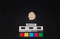 藏品(貝殼)的圖片