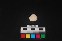 藏品(貝殼)的圖片