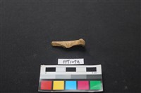 藏品(偶蹄類動物骨)的圖片