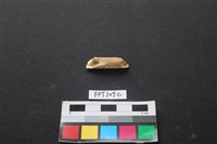 藏品(偶蹄類動物骨)的圖片