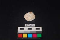 藏品(貝殼)的圖片